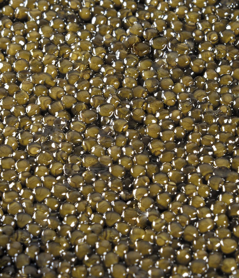 Caviar Osciètre